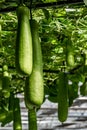 Gourd melon - Exhibits of the 19th China Changchun International Agricultural Expo