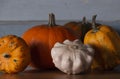 Gourd plants and pumpkins