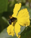 Gourd Pollinator Royalty Free Stock Photo