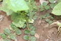 Gourd ridge Vegetable fruit in the farm with yellow flower Royalty Free Stock Photo