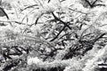 Gourd tree in the garden, infrared.