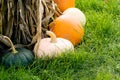 Gourd Variety on Corn Stalks