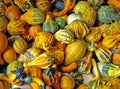 Gourds Royalty Free Stock Photo