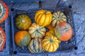 Gourds in Crate Royalty Free Stock Photo