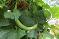 Gourds include the fruits of some flowering plant species in the family Cucurbitaceae