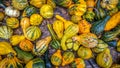 Gourds of Many Shapes and Sizes Royalty Free Stock Photo