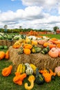 Gourds on a Picturesque cloudy fall day