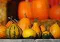 Gourds and Pumpkins