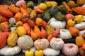Gourds and Pumpkins Royalty Free Stock Photo