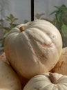 Pumpkins / gourds / squash photographed in the greenhouse at Babylonstoren, Franschhoek, South Africa. Royalty Free Stock Photo