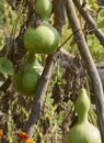 Gourds on vine Royalty Free Stock Photo