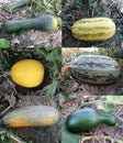 Gourds & Zucchinis Royalty Free Stock Photo