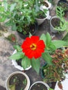 The Gourgeous Red Color of Beautiful Blooming Flower