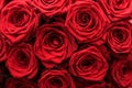 Gourgeous luxury bouquet of red roses, flowers in bloom as floral holiday background Royalty Free Stock Photo