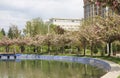 Gourgeous sakura cherry trees in full blossom Royalty Free Stock Photo