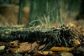 A gourgeus treetrunk deep in the woods