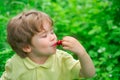 Gourmet. Delight in taste. The boy eats cherries and enjoys. The tastiest food. Child on nature background. Healthy