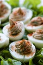 Gourmet deviled eggs Royalty Free Stock Photo
