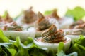 Gourmet deviled eggs Royalty Free Stock Photo