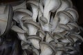 Gourmet Edible Blue Oyster Mushrooms