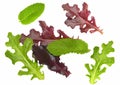 Gourmet salad leaves isolated