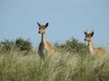 Gourp of deer on the grassy plains at the Amsterdam Water Supply Dunes