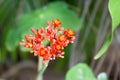 Gout Plant Flower, Guatemala Rhubarb Flower.