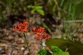 Gout plant, Guatemala rhubarb flower