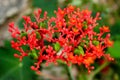 Gout Plant or Guatemalan Rhubarb Jatropha podagrica