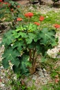 Gout Plant or Guatemalan Rhubarb. Jatropha podagrica