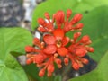 Gout Plant Jatropha podagrica, Gout Stalk, Guatemalan Rhubarb, Coral Plant, Buddha Belly Plant, Purging-Nut, Physic Nut