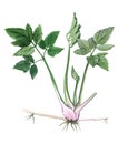 Goutweed herb
