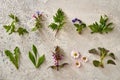 Goutweed, lungwort, cow parsley, violet, shepherd`s purse, dandelion, wild garlic, purple dead-nettle, common daisy, nettle -