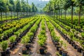 Government-sponsored nursery for afforestation programs Royalty Free Stock Photo