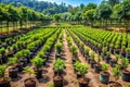 Government-sponsored nursery for afforestation programs Royalty Free Stock Photo