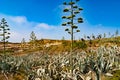 Gozo island fields