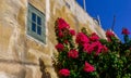 Bougainvillea flowers and bougainvillea plant tree grows near the wall of a house with a window on the island of Gozo, Malta Royalty Free Stock Photo