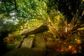 Gqulstone dolmen lays under the trees