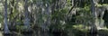 Pano along the Rainbow River with great blue heron