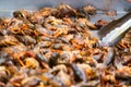 grabbing Cajun Crawfish Boil ready to eat some southern Crawdads Royalty Free Stock Photo