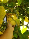 Grabbing a lemon from a tree Royalty Free Stock Photo