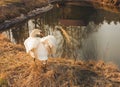 Grace elegant white swan spread its wings near the pound lake water. Beautiful photo scene in yellow brown orange sunset Royalty Free Stock Photo