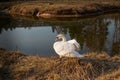 Grace elegant white swan spread its wings near the pound lake water. Beautiful photo scene in yellow brown orange sunset Royalty Free Stock Photo