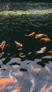 The Grace of Koi: A Harmony of Beauty in the Pond Royalty Free Stock Photo