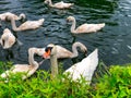 Grace on the Water: A Bevy of Swans Royalty Free Stock Photo