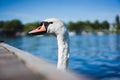 Grace white grace swans on Alster lake near the pier a sunny day. Hamburg, Germany
