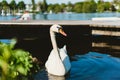 Grace white grace swans on Alster lakenear the pier a sunny day. Hamburg, Germany