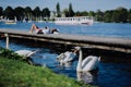 Grace white grace swans on Alster lake. Unrecognizable people chill on the pier in background on a sunny day. Hamburg