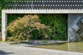 Graceful Acer Palmatum Dissectum on decorative wall with fountain in Japanese courtyard in City park Krasnodar. Galitsky Park