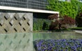 Graceful Acer Palmatum Dissectum on decorative wall with water in Japanese courtyard in City park Krasnodar. Galitsky Park